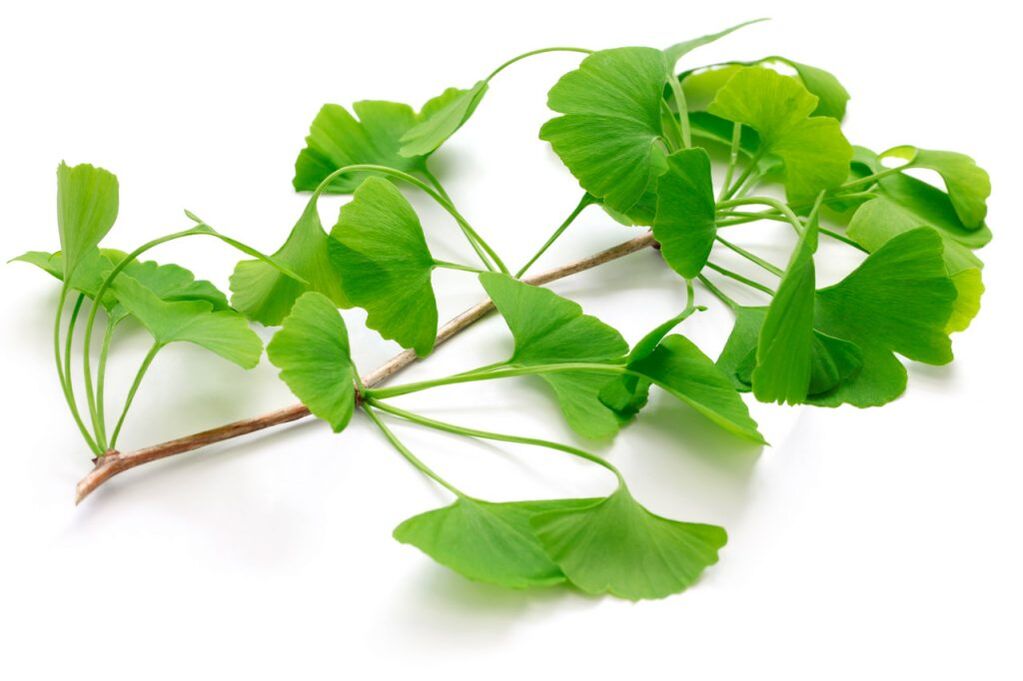 Ginkgo biloba en cápsulas Insuvit